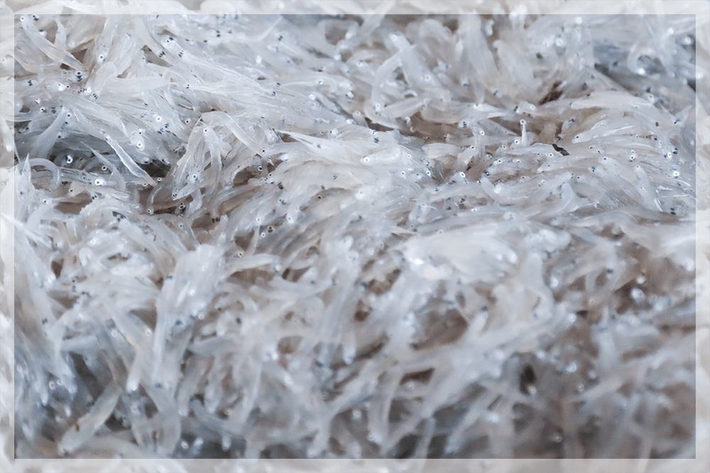 水揚げされたしらす