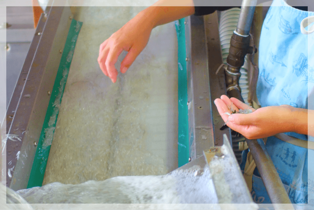 手作業で混入物を取り除く