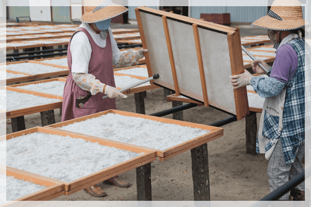 水揚げされたしらす